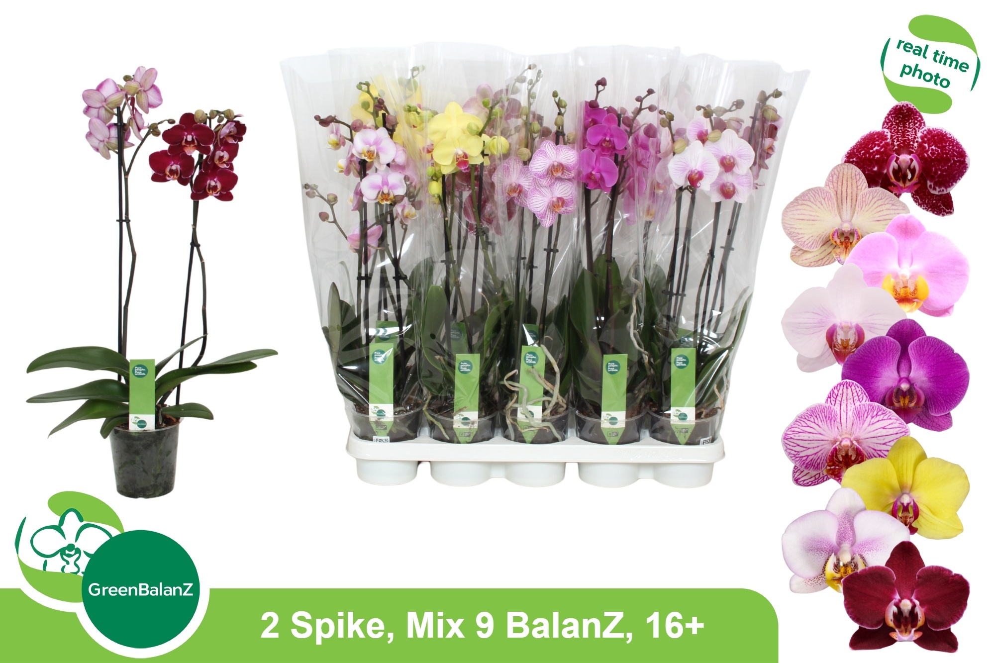 Phal Gem 9 Kl 12Ø 55cm