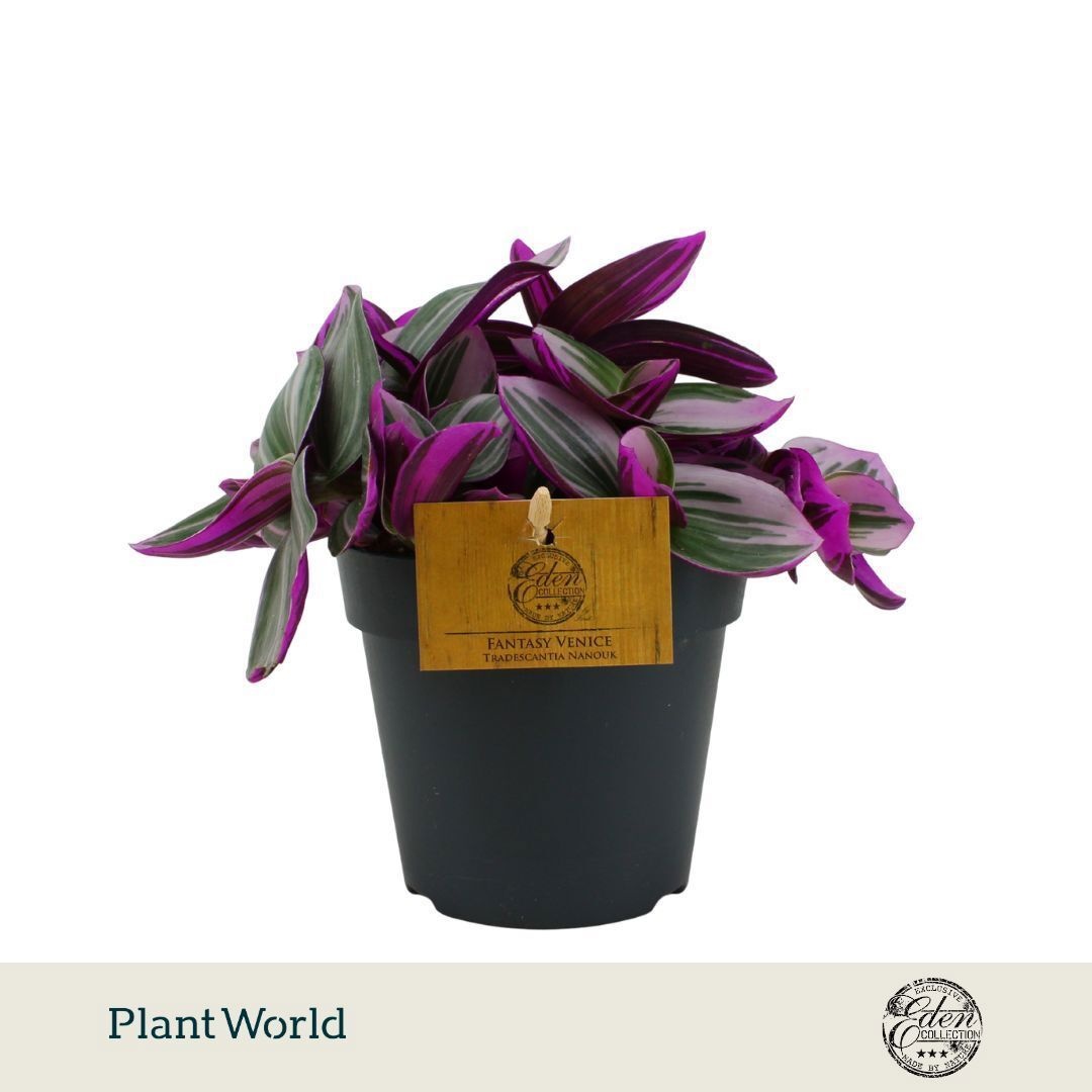Tradescantia albiflora 'Nanouk'