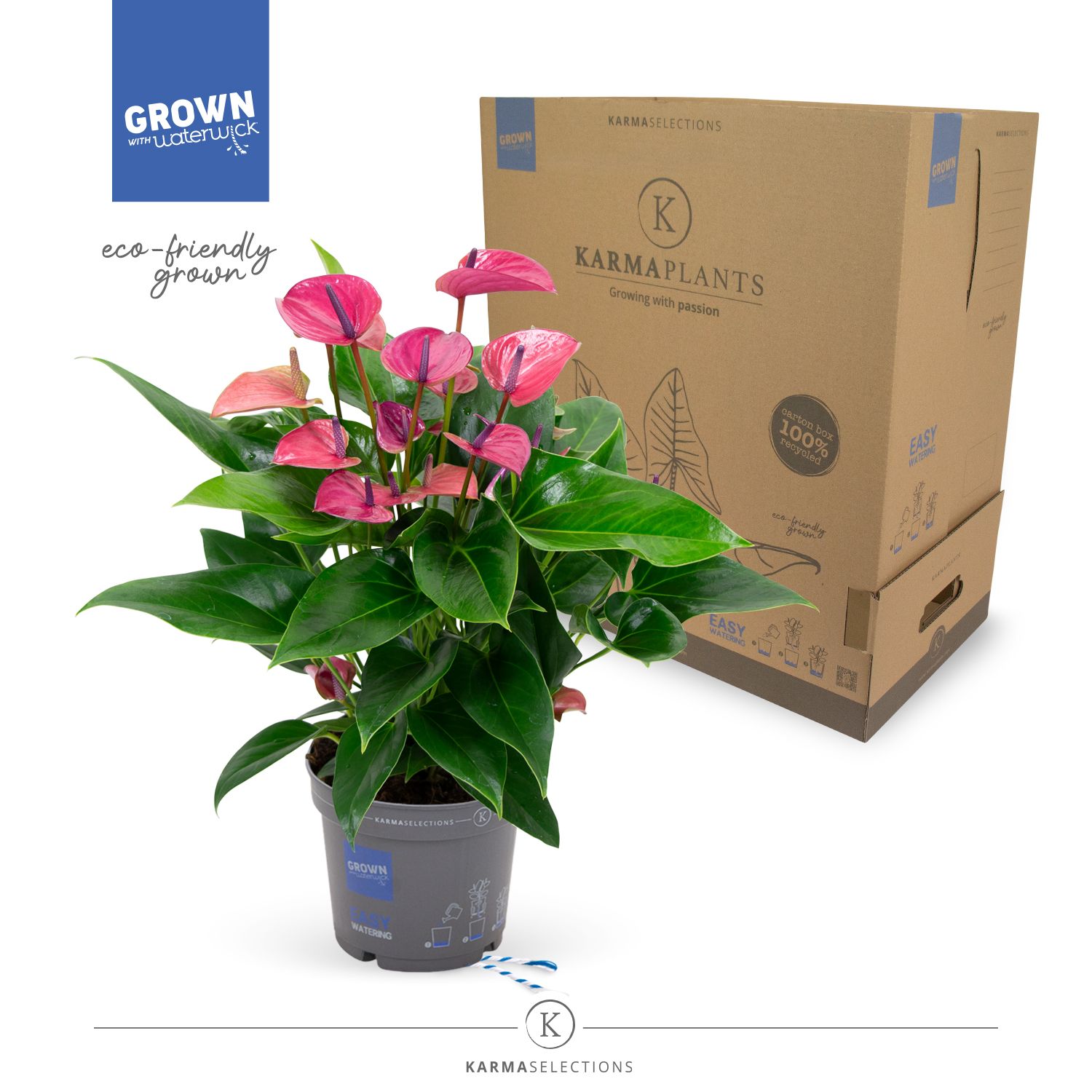 Anthurium (Andreanum) Karma Purple | Gardenline