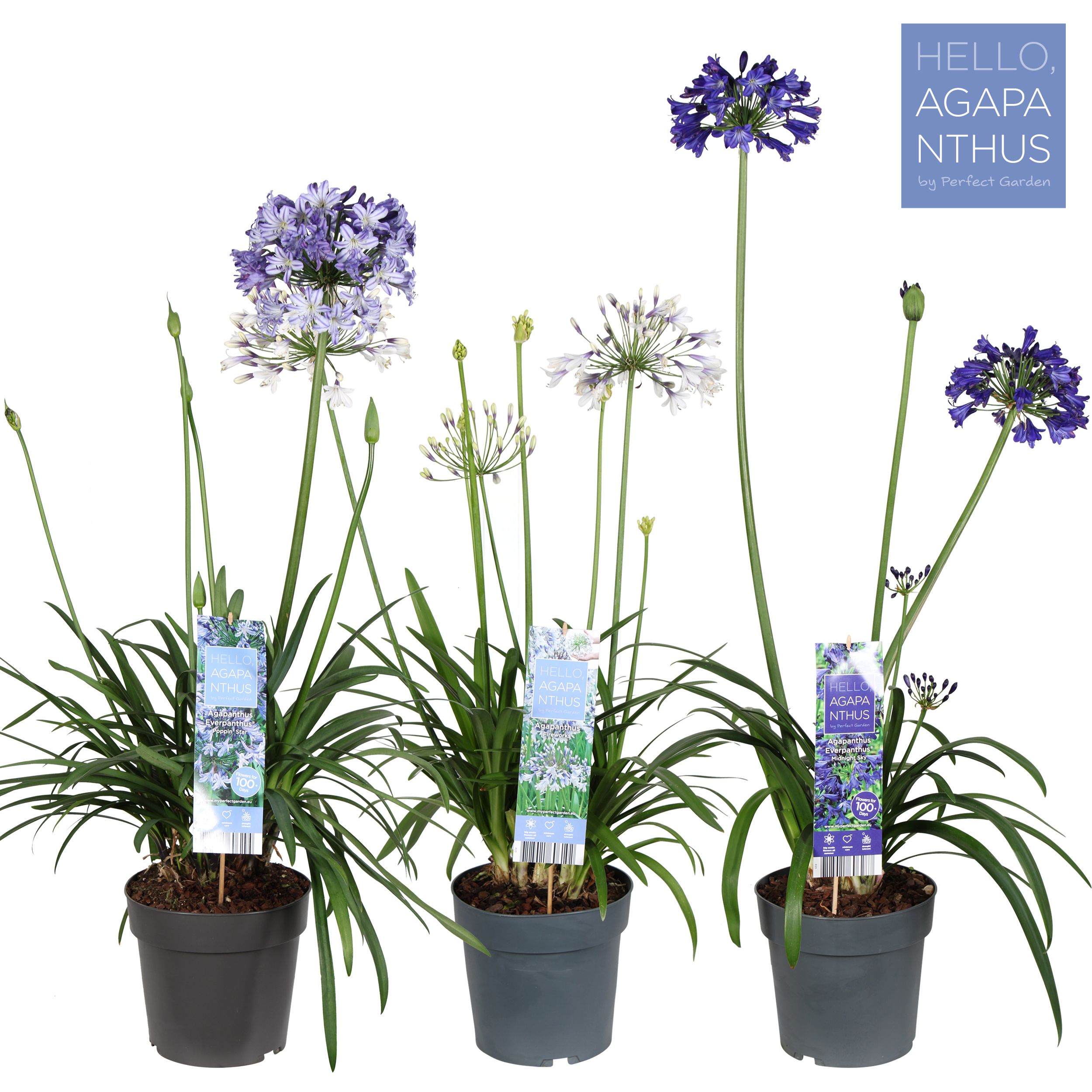 Picture of Agapanthus mix shelve P23