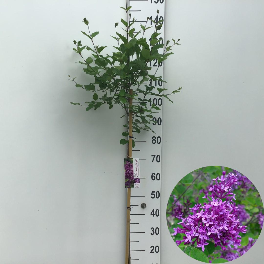 Picture of Syringa Bloomerang Dark Purple P26 (7.5 Ltr) 90/STD (LOOSE)