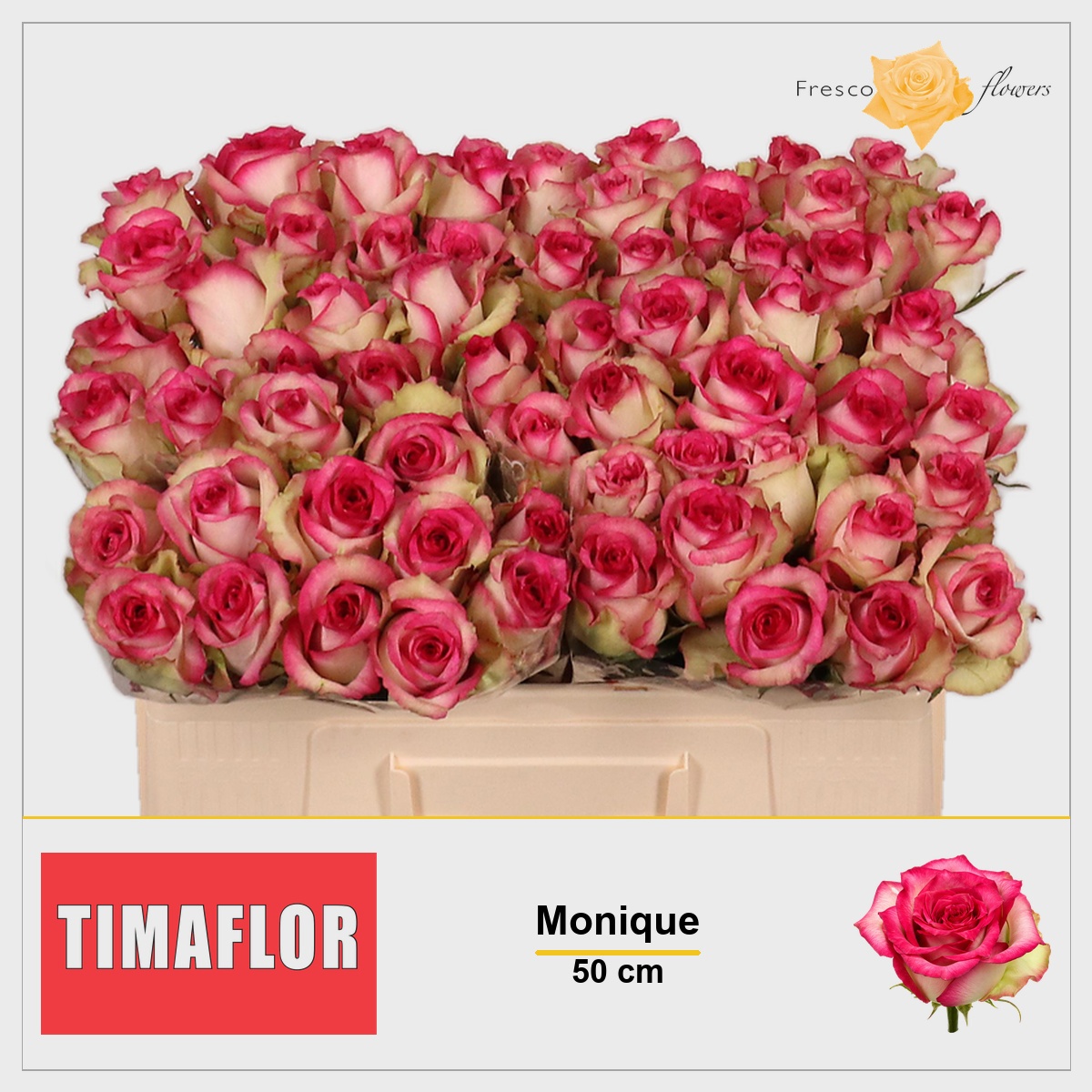 Rosa Monique 50cm