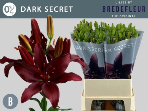Li Az Dark Secret