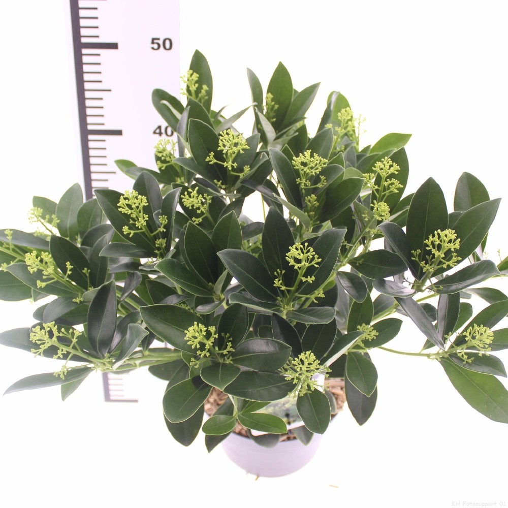 Picture of Skimmia jap. 'Finchy'