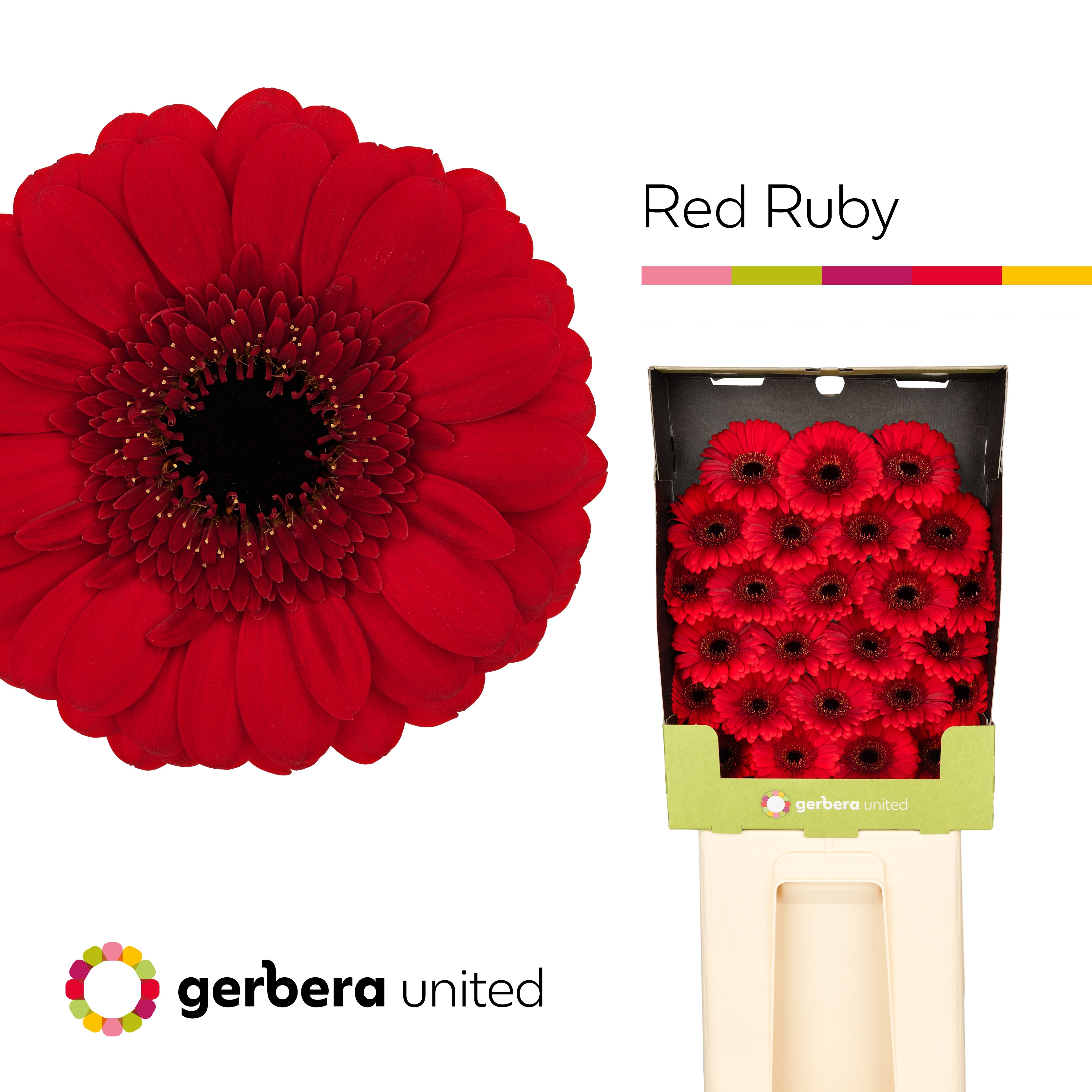 Germini Red Ruby Diamond