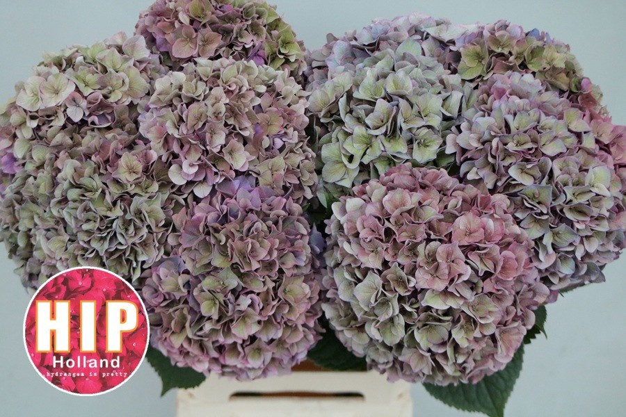 Hydrangea Rodeo Classic Pink 60cm 18Ø