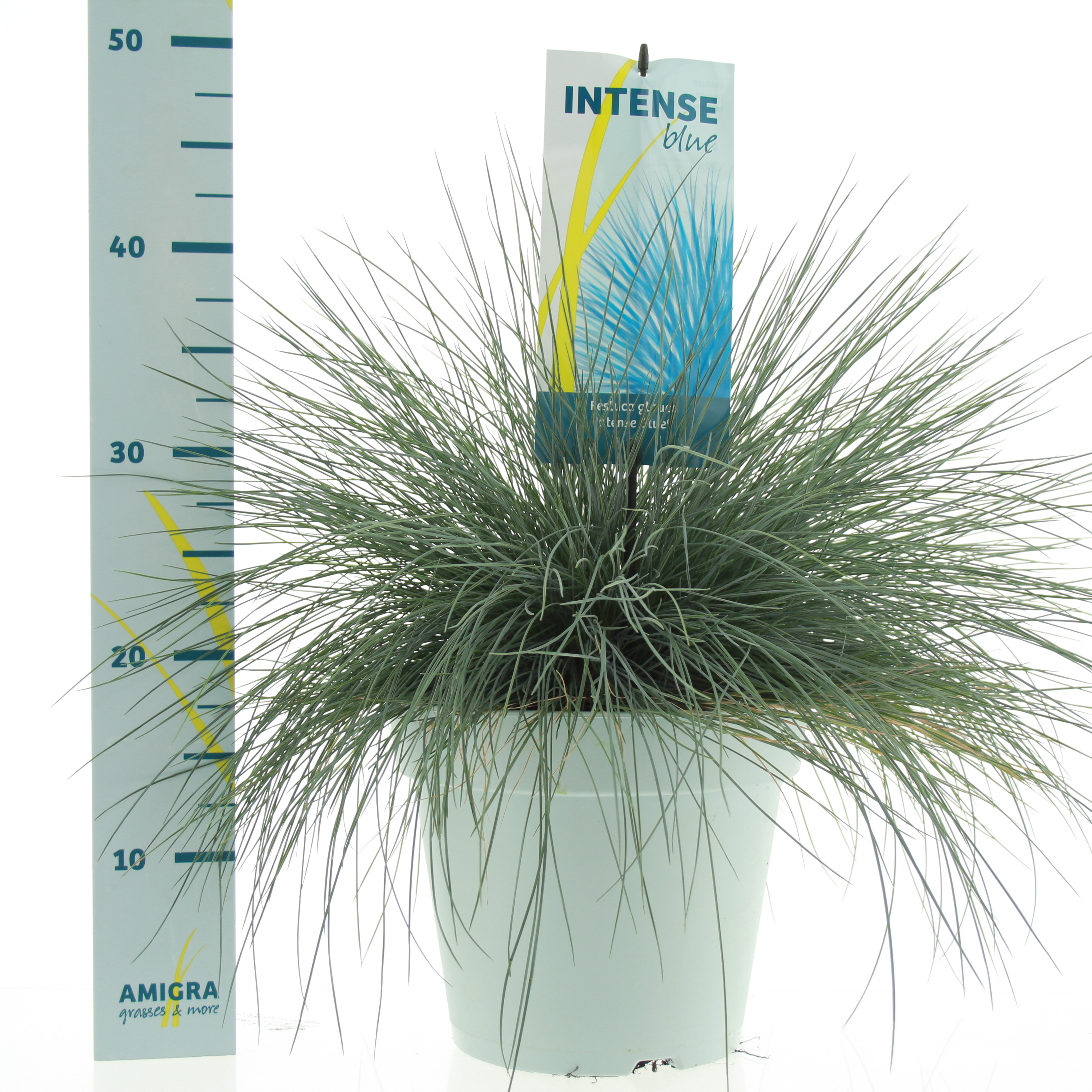 Picture of Festuca glauca Intense Blue® P23 (5 Ltr) (LOOSE)