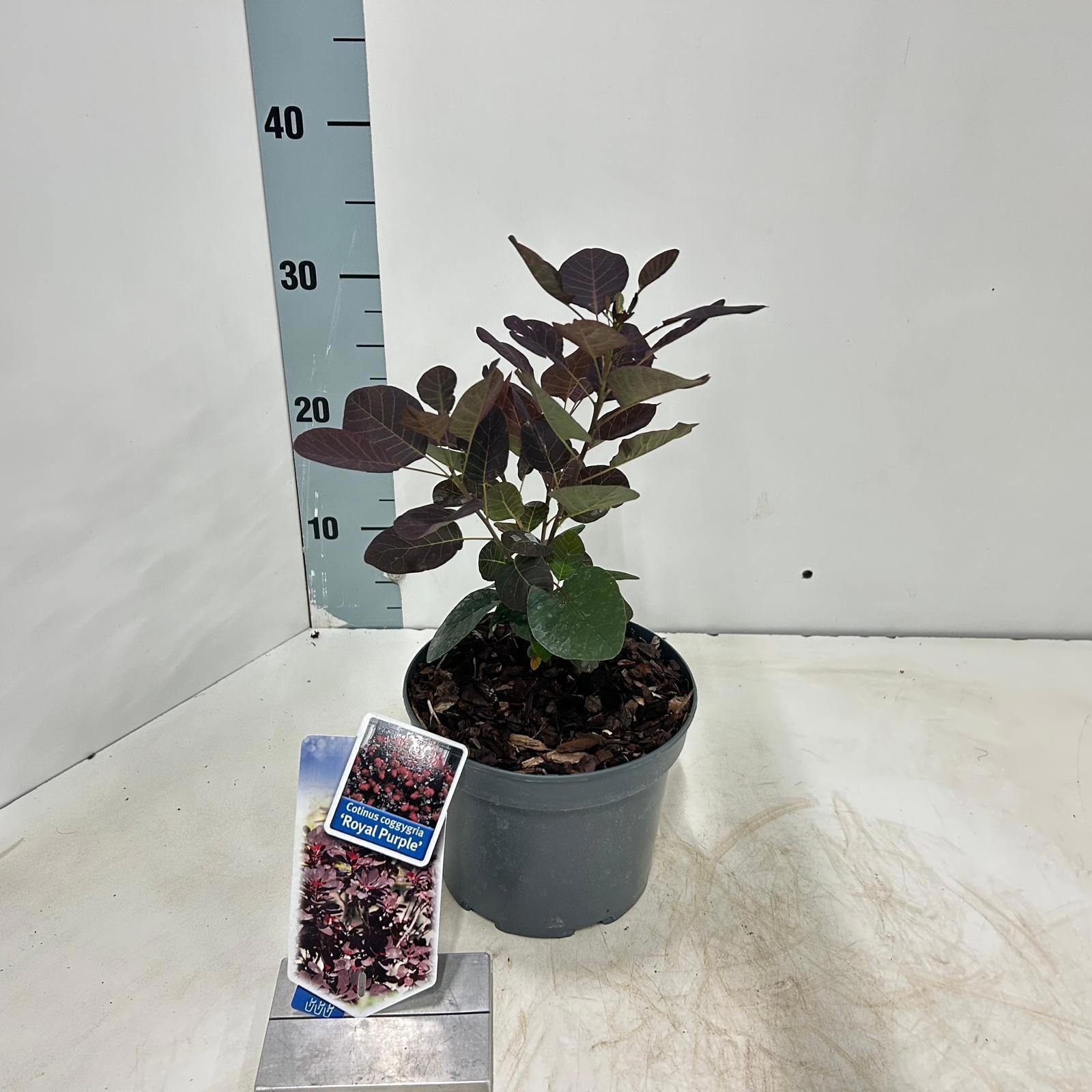Coti Co Royal Purple