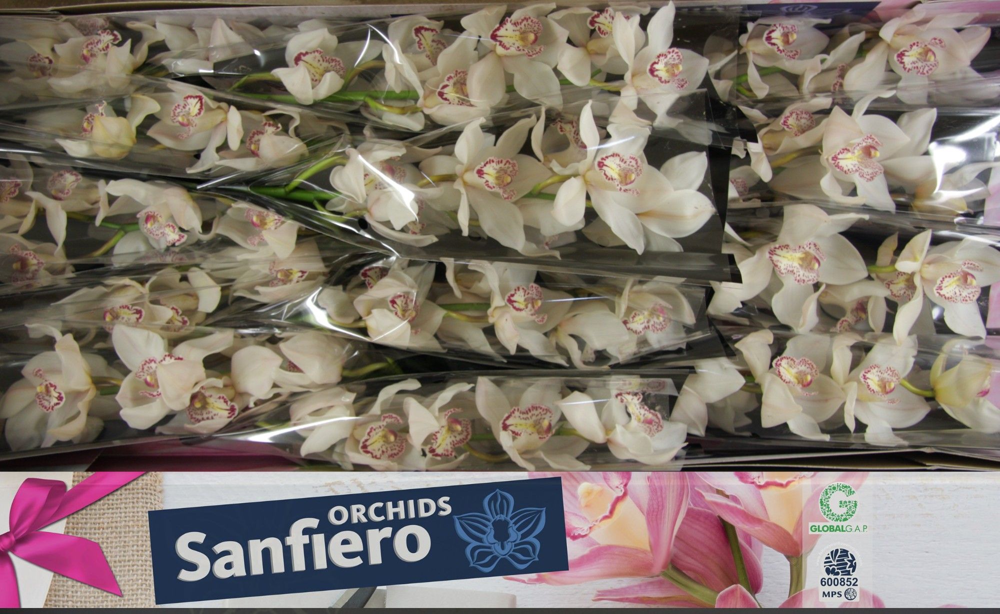 Cymbidium Mrs Sugar Lee 5/8bl