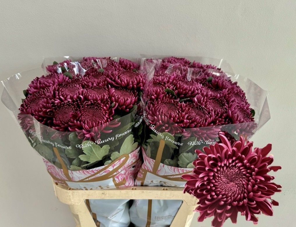 Chrys Single Bigoudi Purple 80cm 75gram