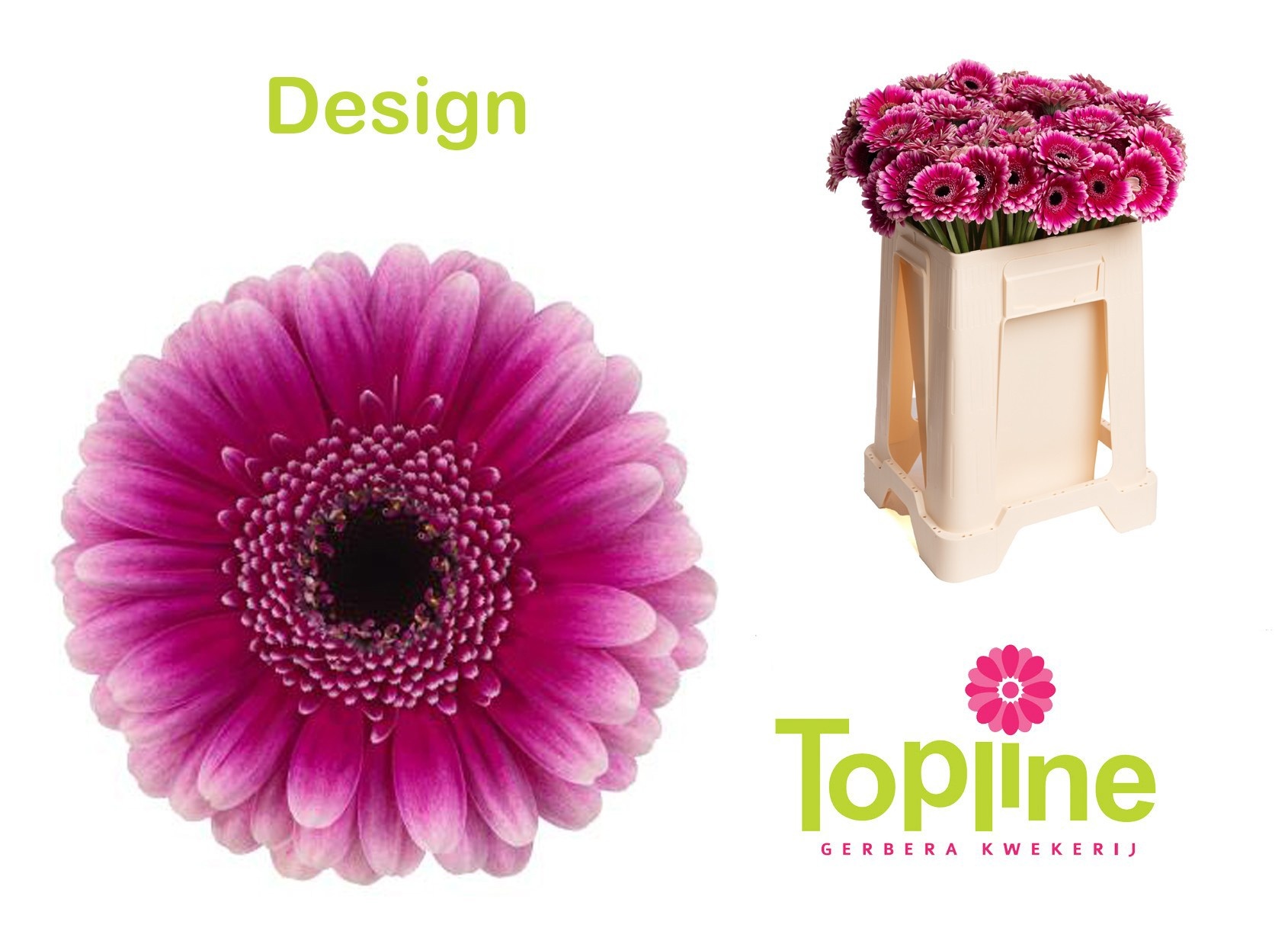 Ge Mi Design