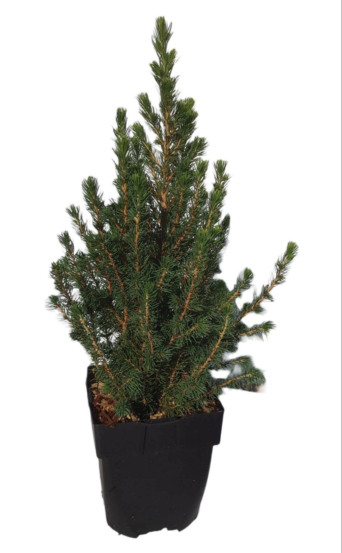 Picture of Picea glauca 'Conica' P17