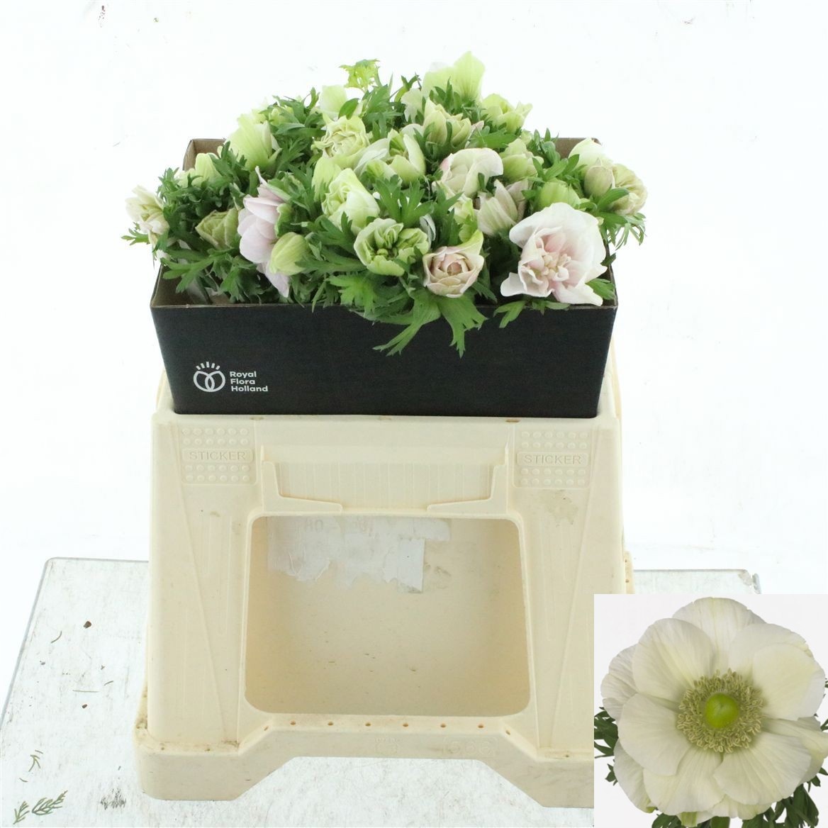Anemone Mistral + White 35cm