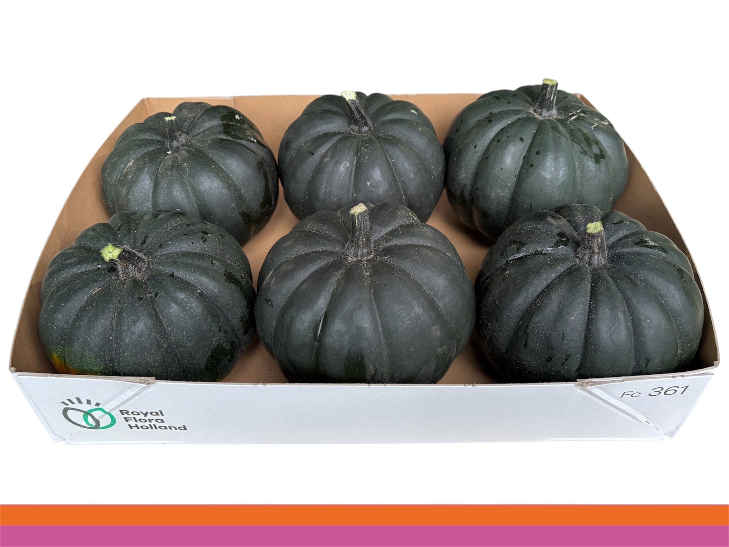 Cuc Maxima Halloween
