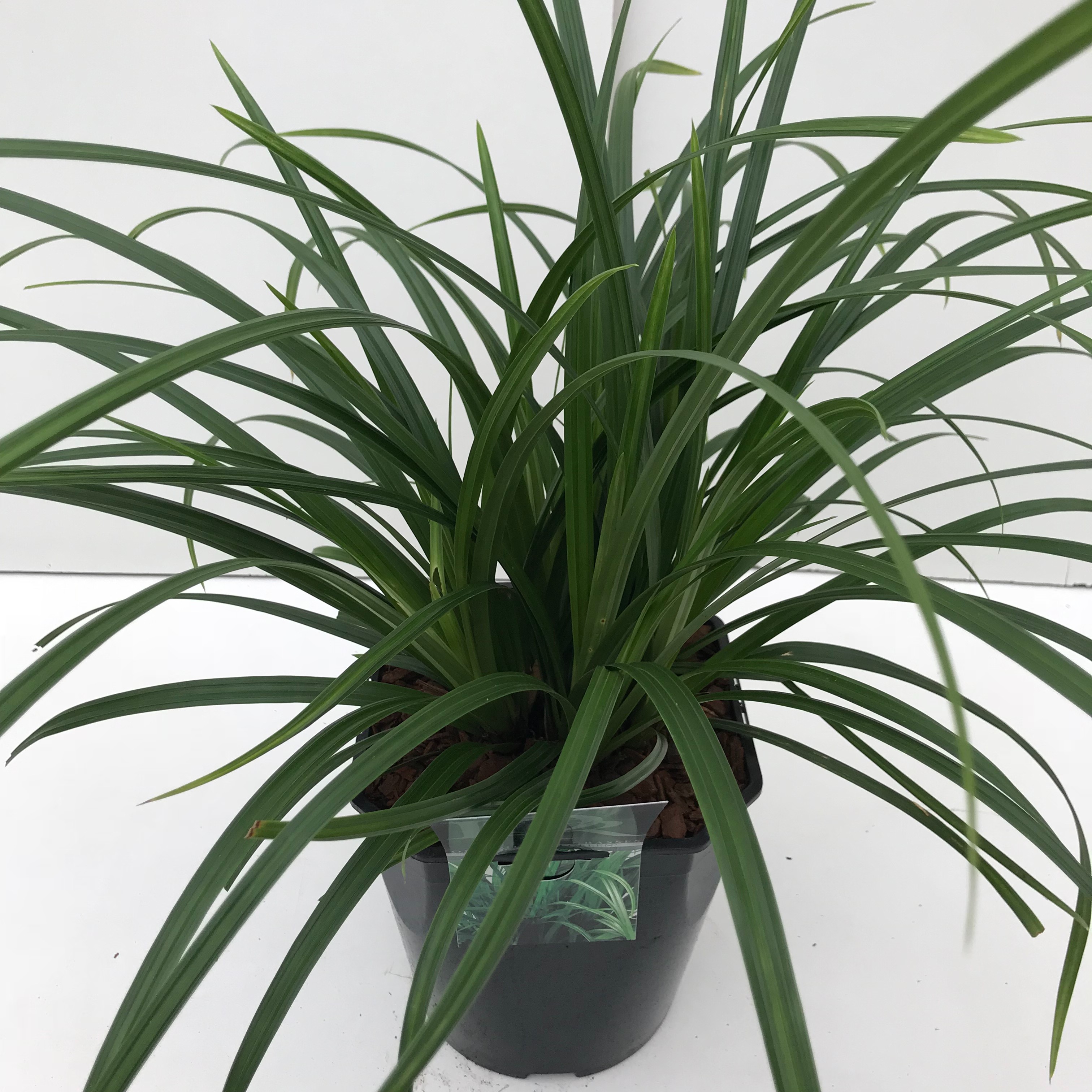 Picture of Carex Irisch Green P23 (5 Ltr) SQUARE (LOOSE)