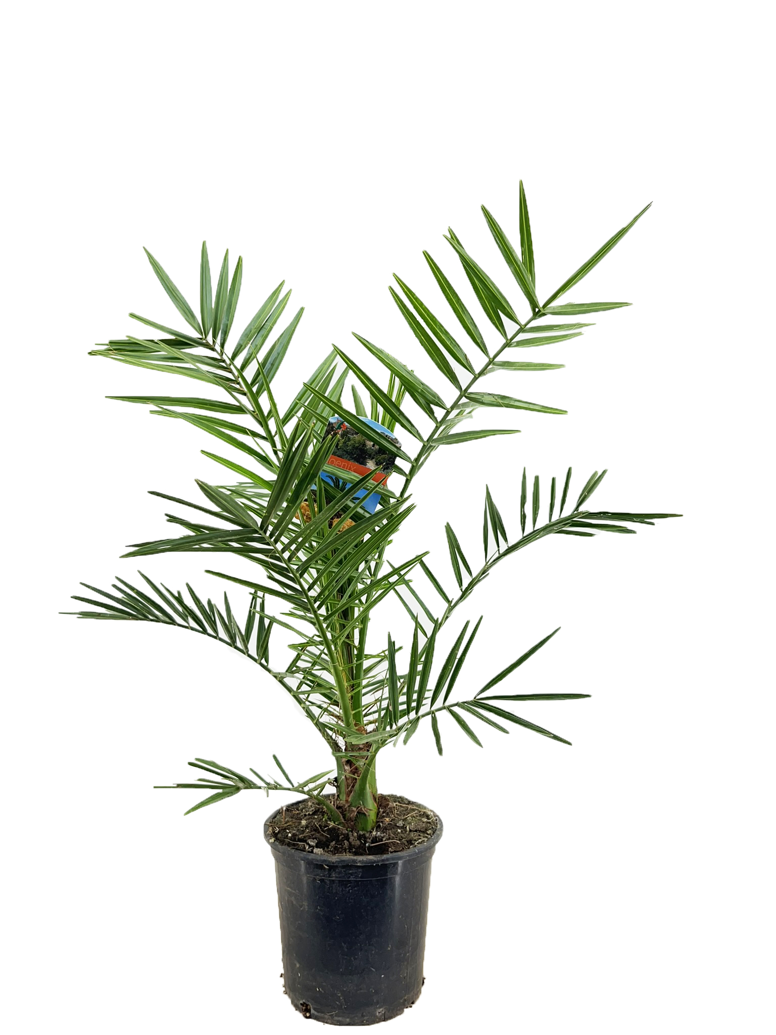 Picture of Phoenix canariensis P19 (3 Ltr)