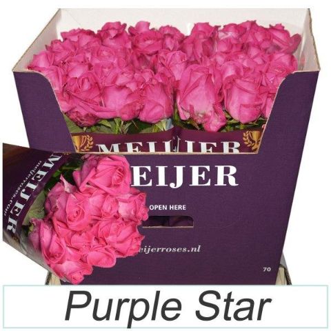 R Gr Purple Star 70cm
