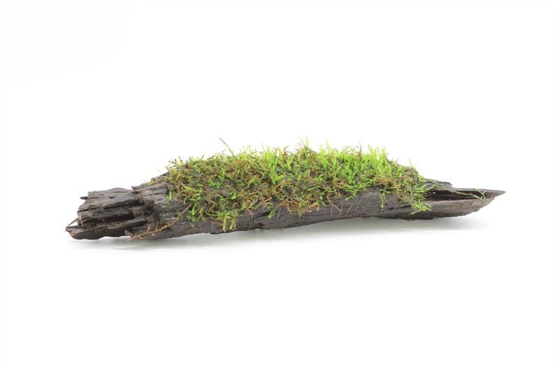 Driftwood (M) vesicularia dubyana
