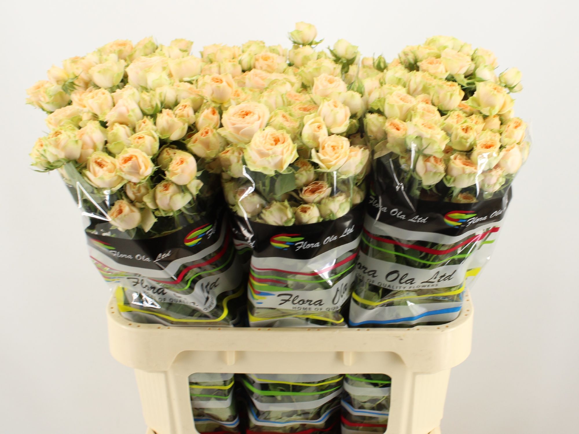 Rosa Spray Holly 80cm