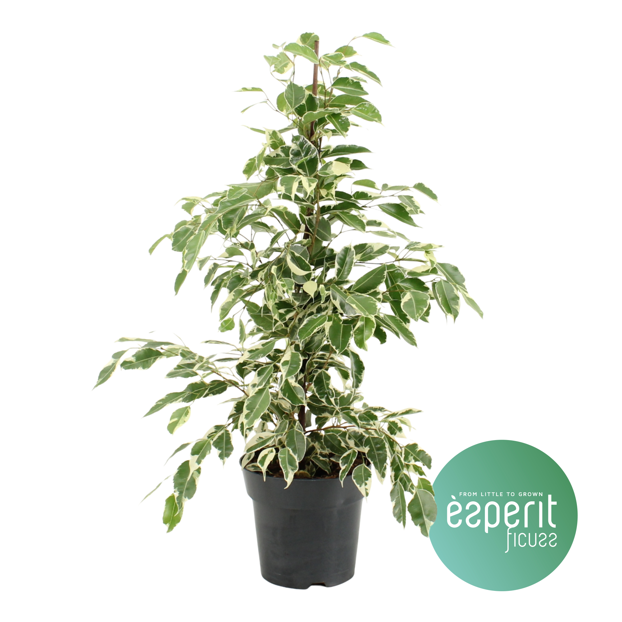 Picture of Ficus benjamina Twilight P17 70CM