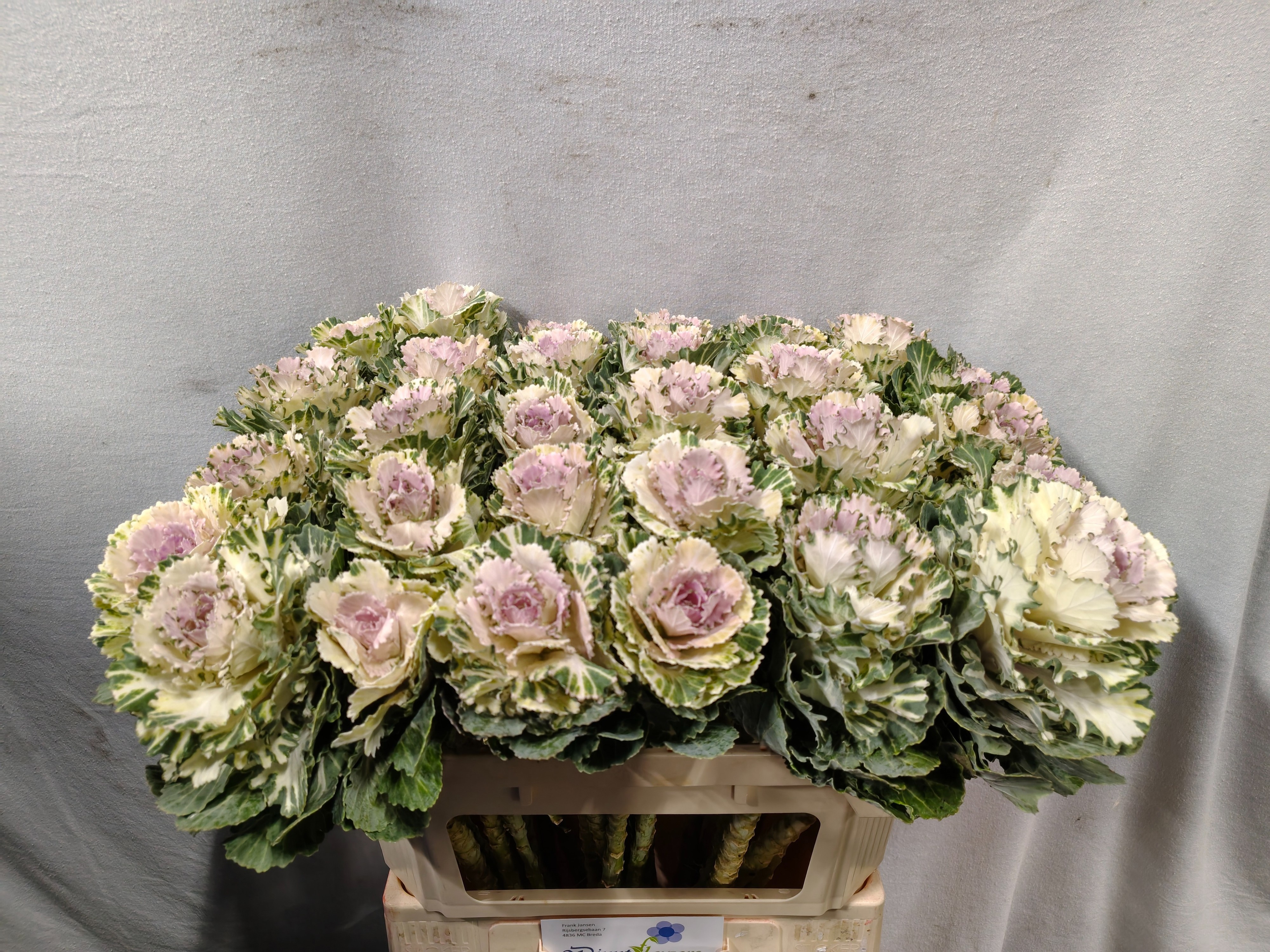 Brassica Akilina 70cm