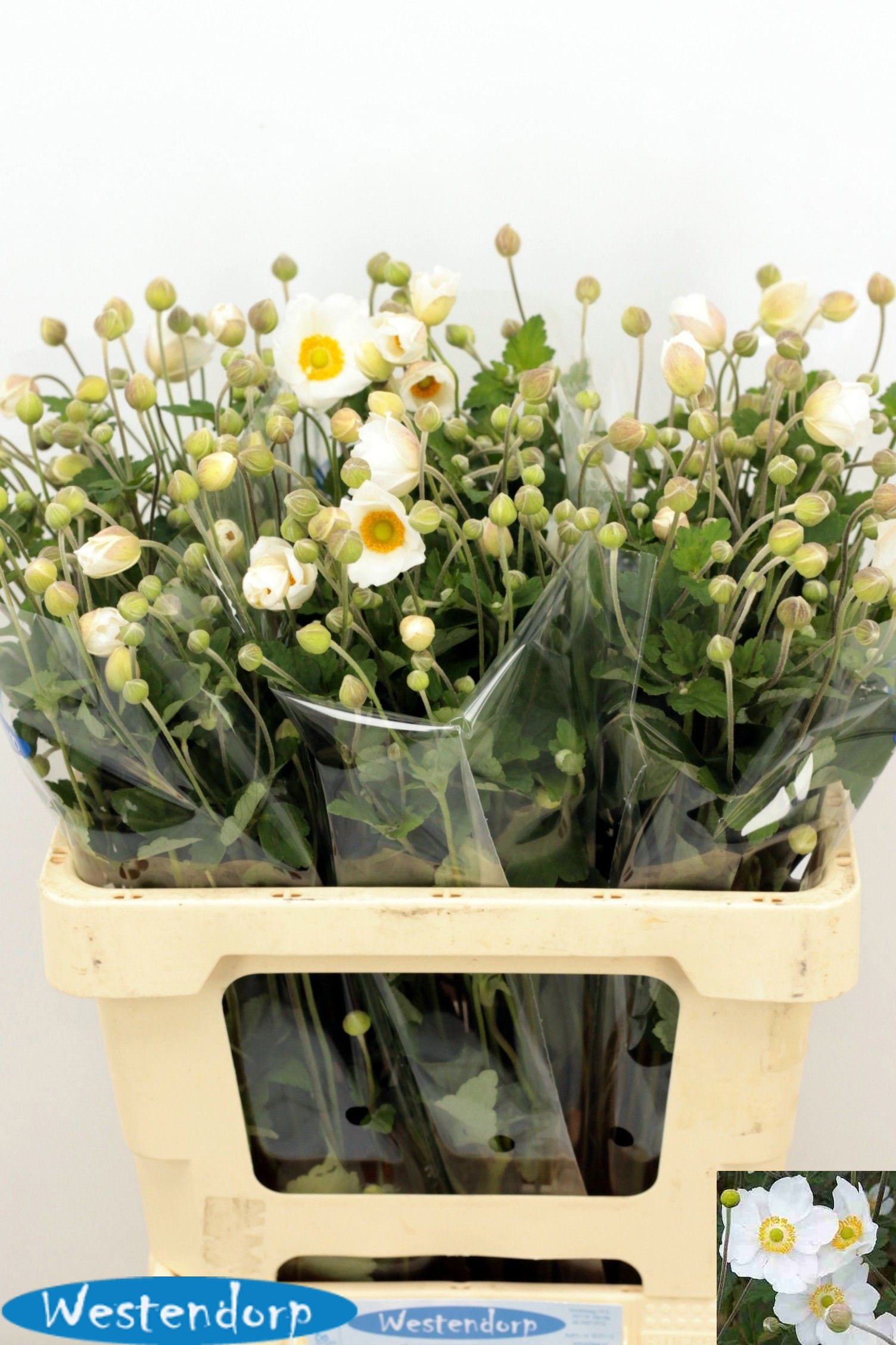 Anemone 60cm