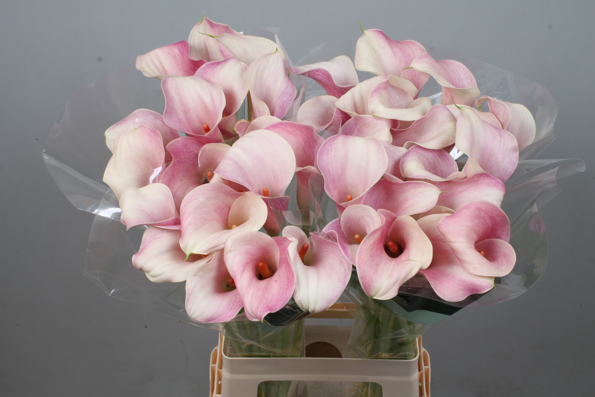 Calla Blushing Lady 70cm