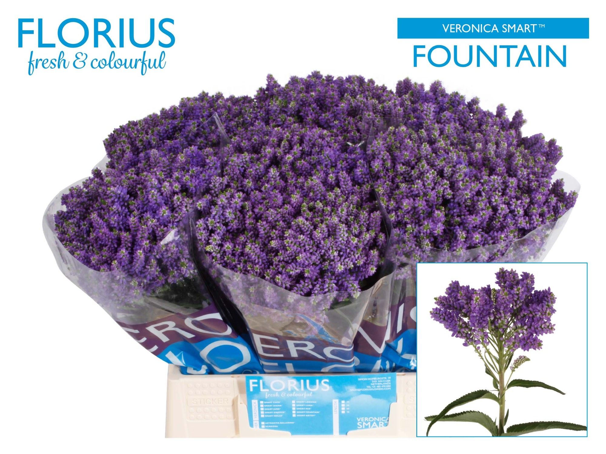 Veronica Spray Smart Fountain 40cm