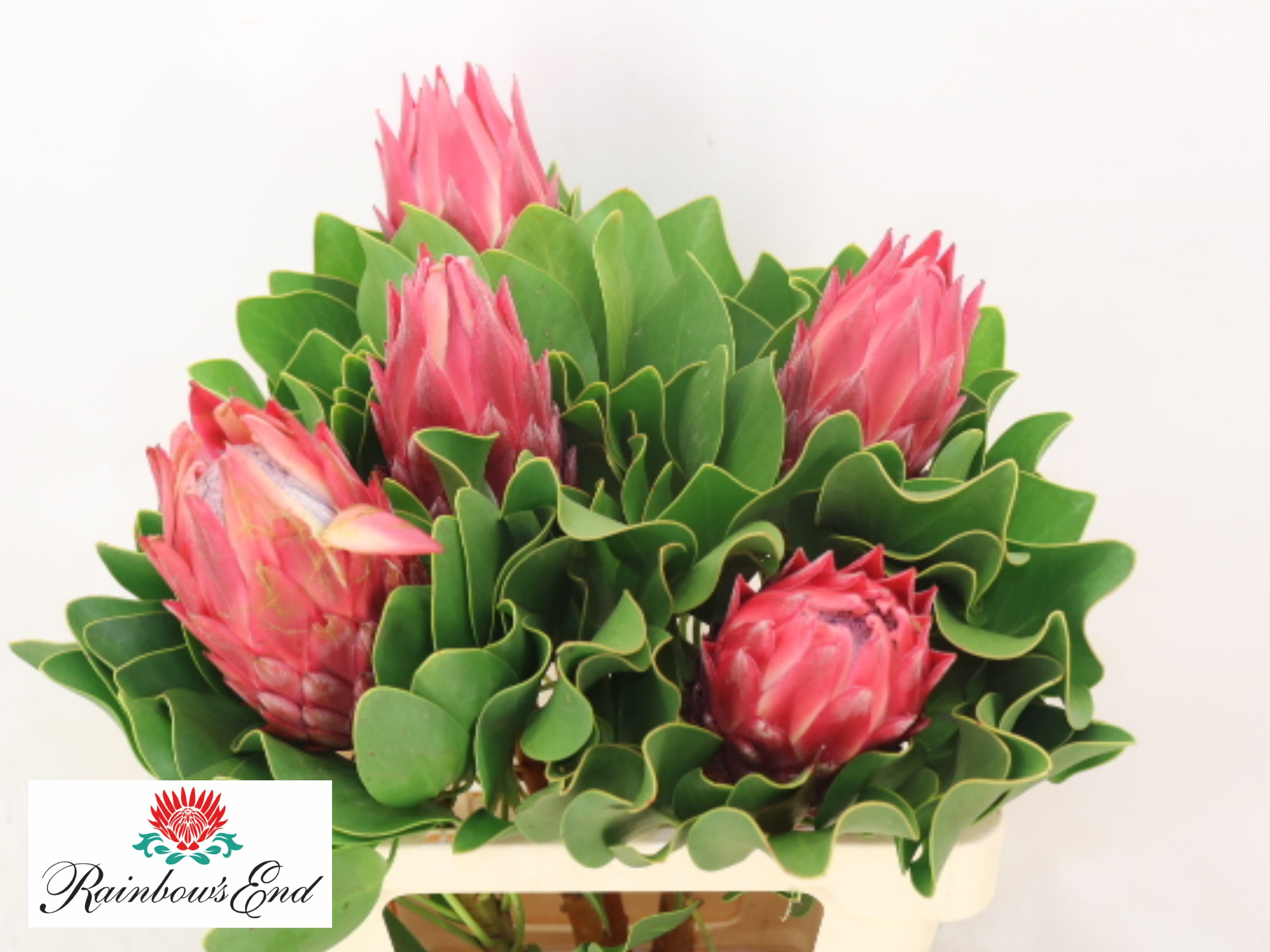 Protea Red Rex 60cm