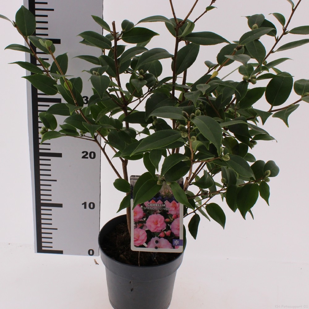 Camellia 'Spring Festival'
