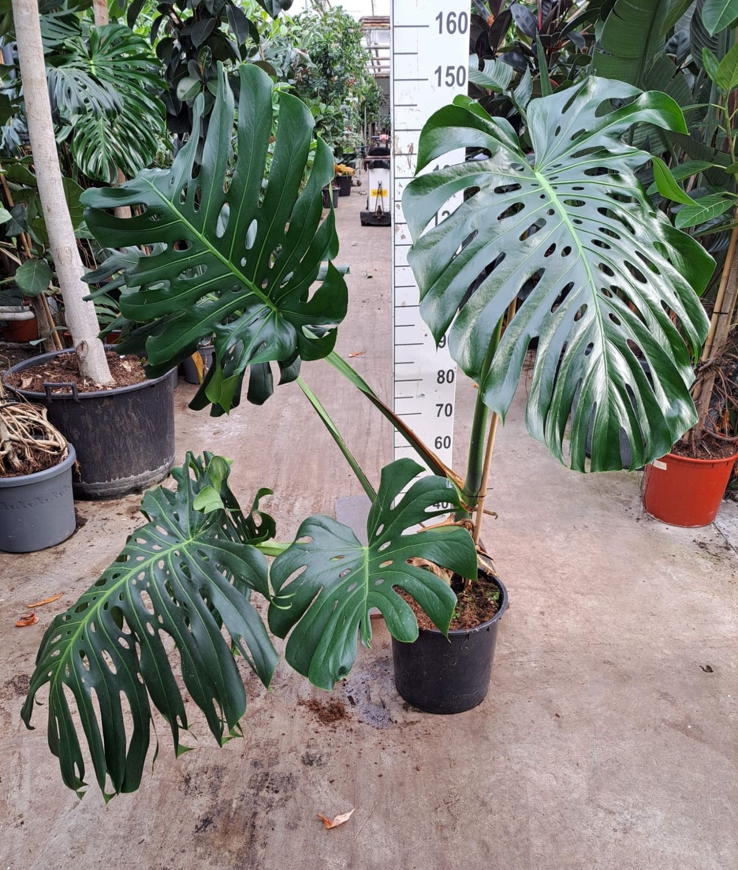 Monstera deliciosa XXL | OZ Planten
