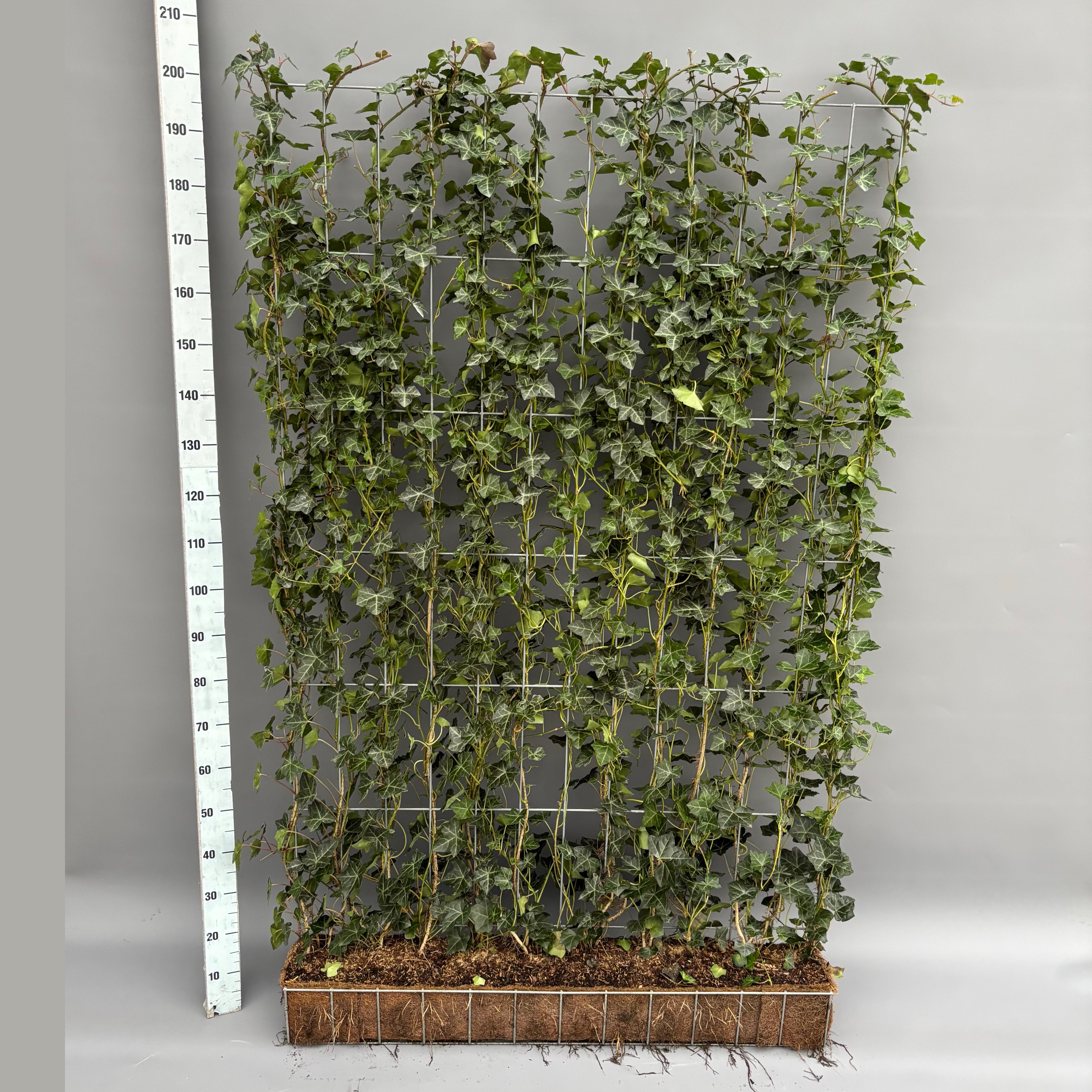 Picture of Hedera hibernica Vertical rack 120x200cm 200CM (LOOSE)