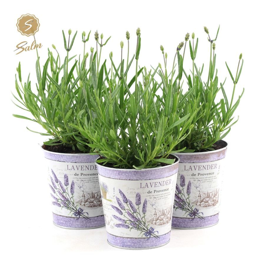 Picture of Lavandula ang. 'Felice'® Collection P10,5 in Zinc Lavender
