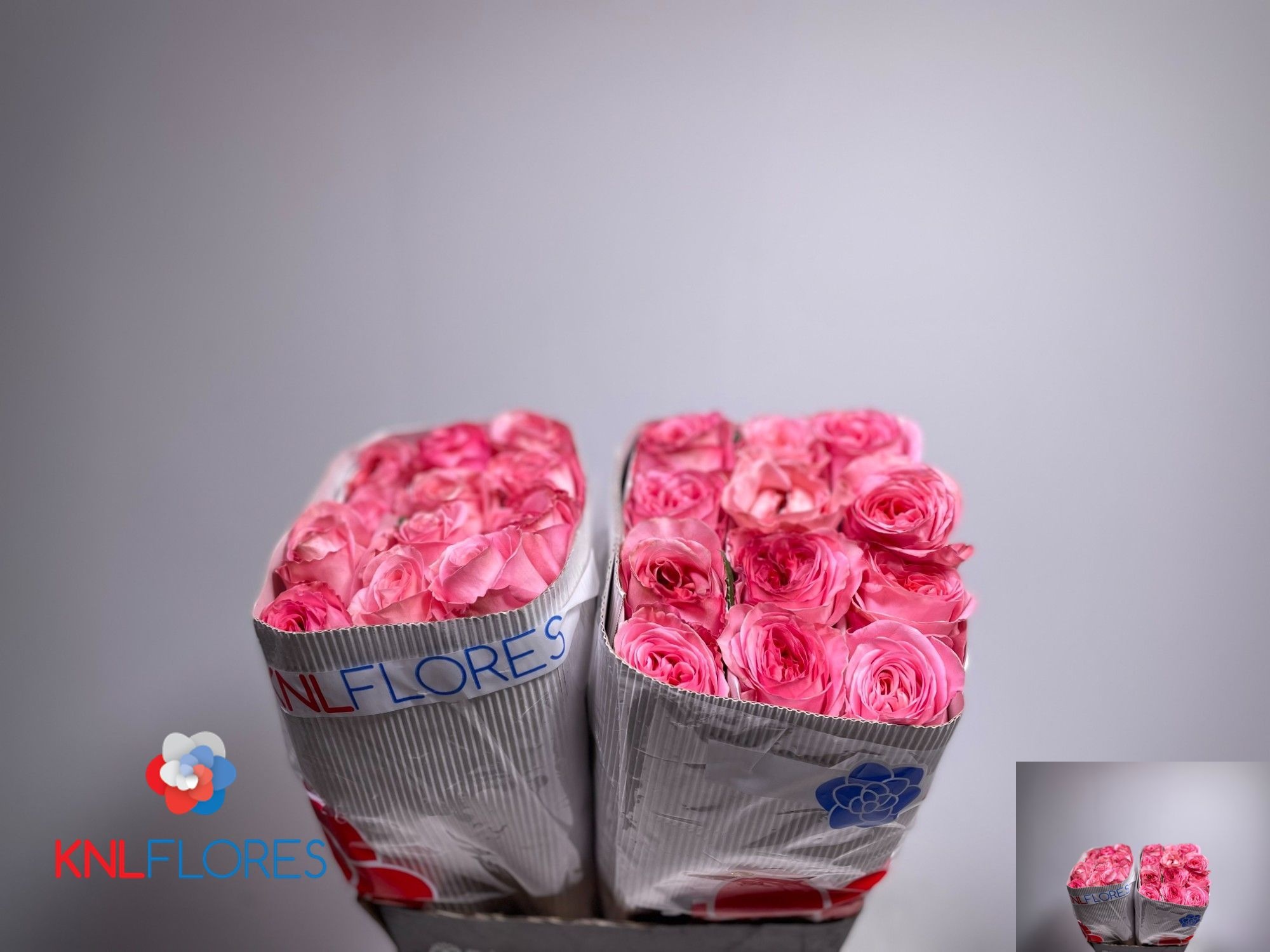 Rosa Pink X-pression 40cm