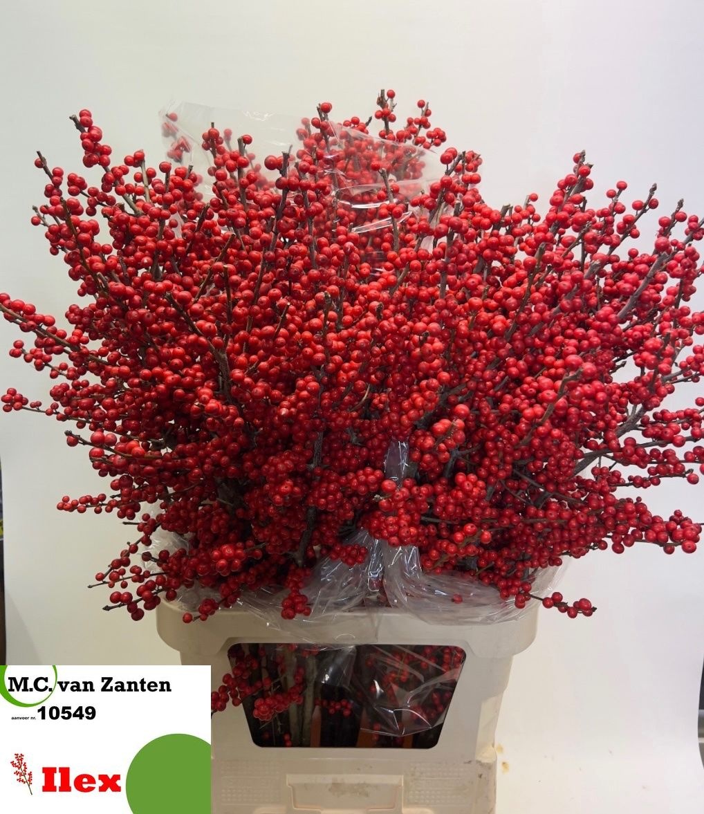 Ilex Verticlilata 100cm