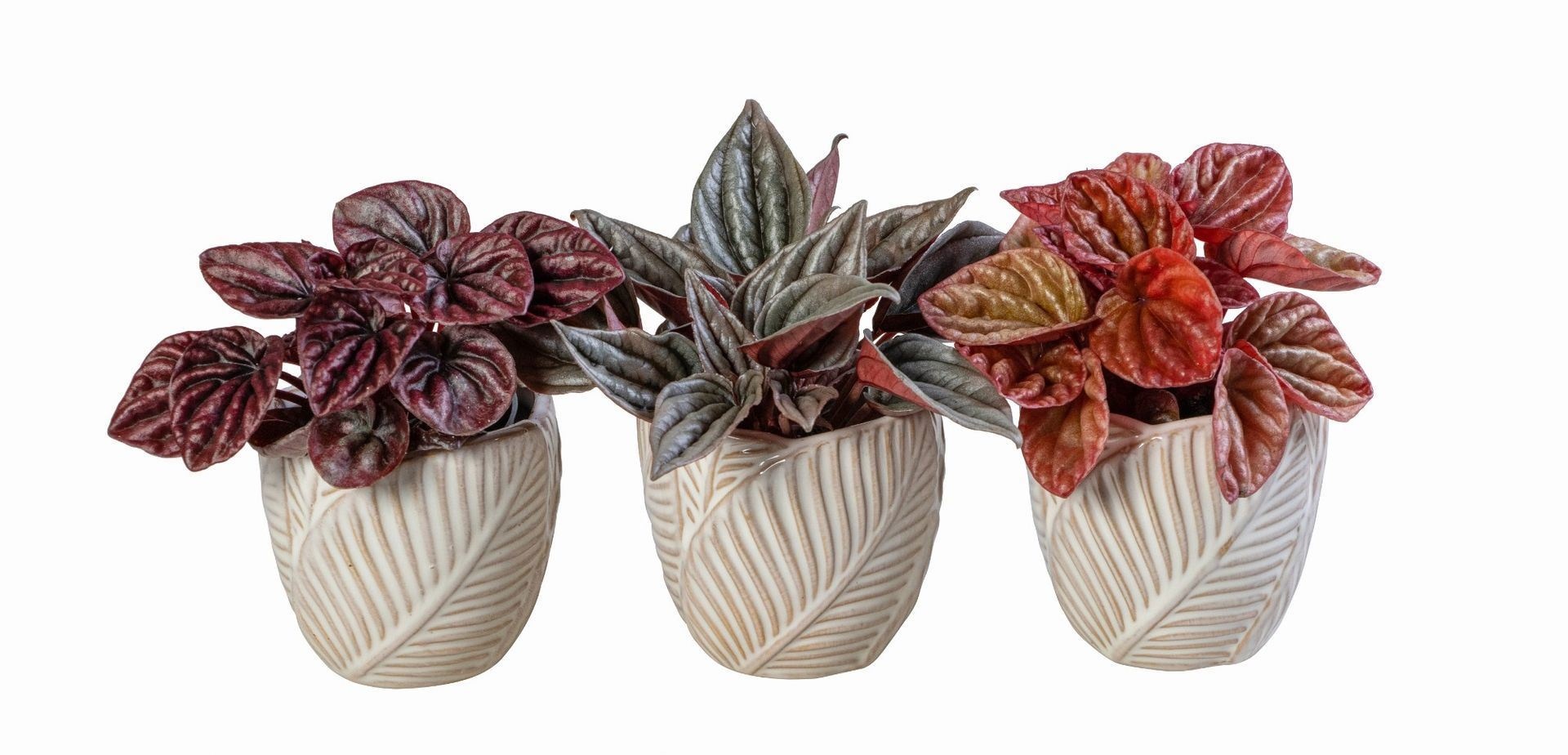 Peperomia L 66070 With Peperomia Caperata Mix