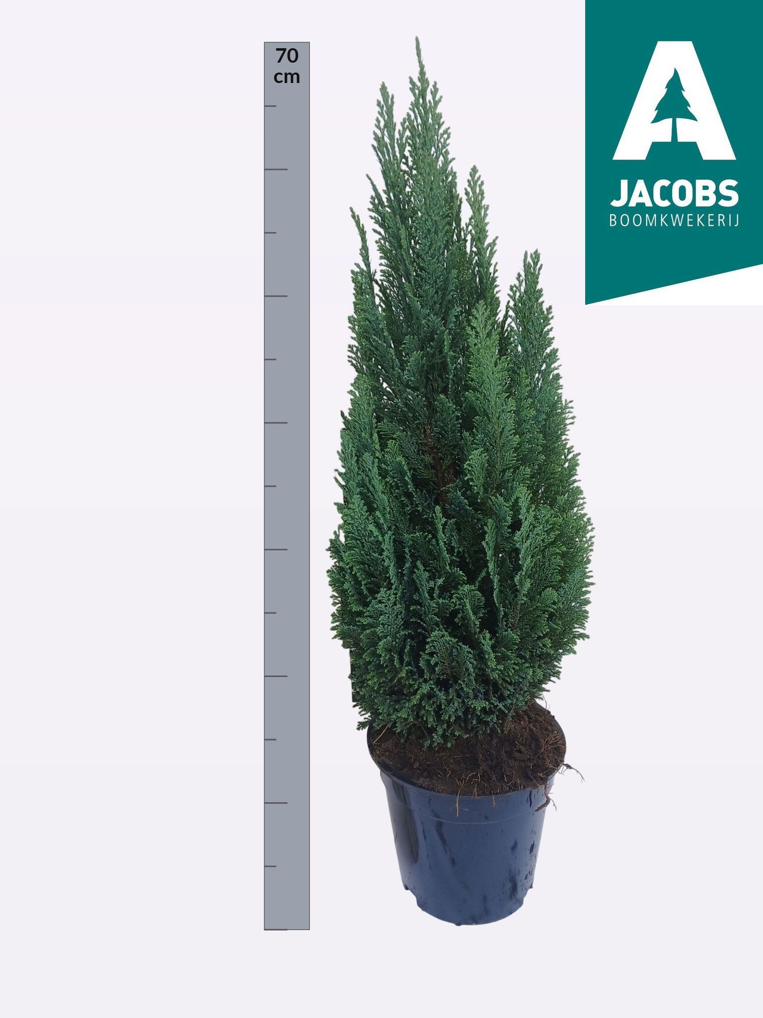 Cham L Ellwoodii 19Ø 70cm