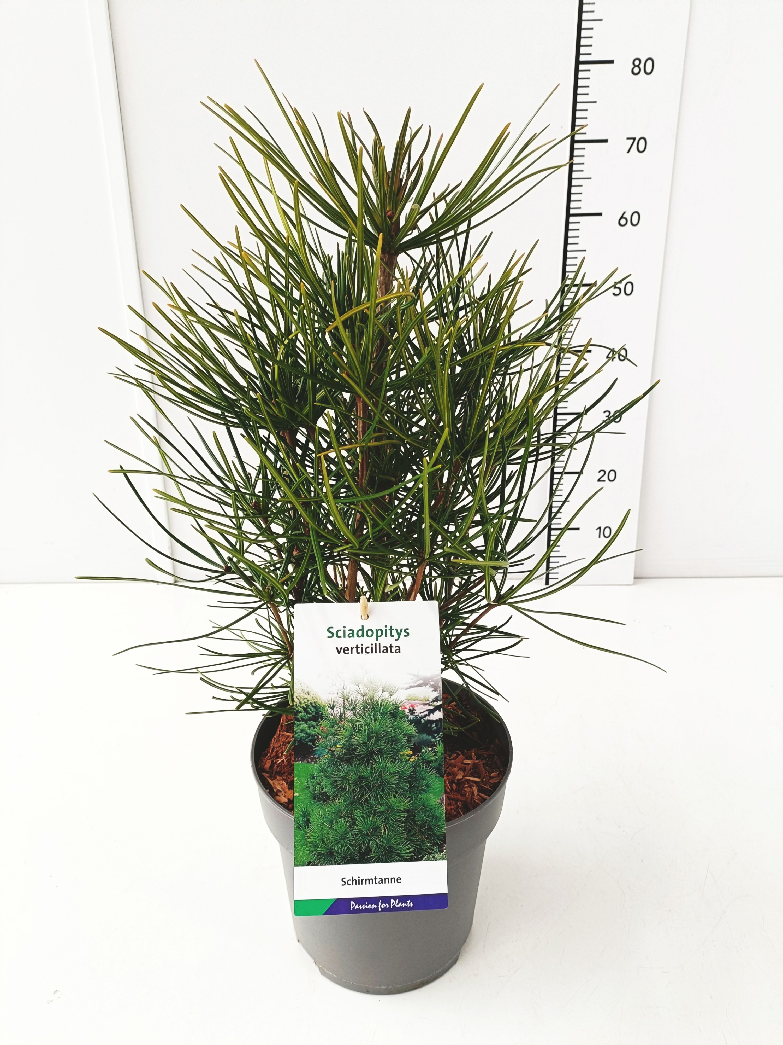 Picture of Sciadopitys verticillata 40-50C5