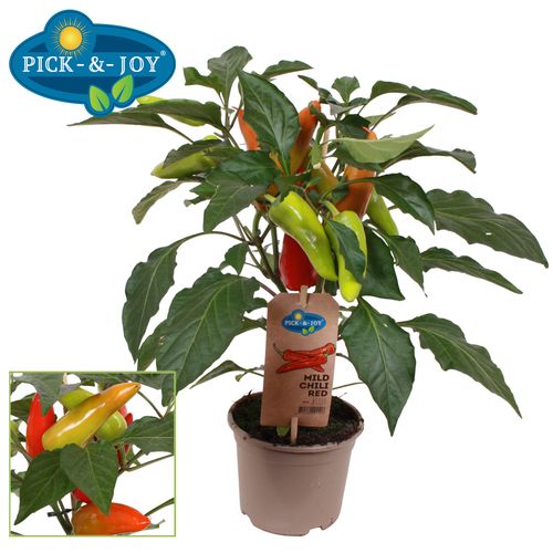 PICK-&-JOY® Mild Chili p14 Vreug
