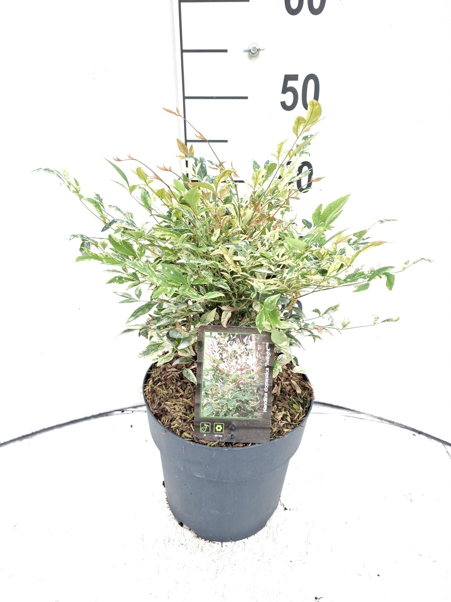 Nandina domestica 'Twilight'