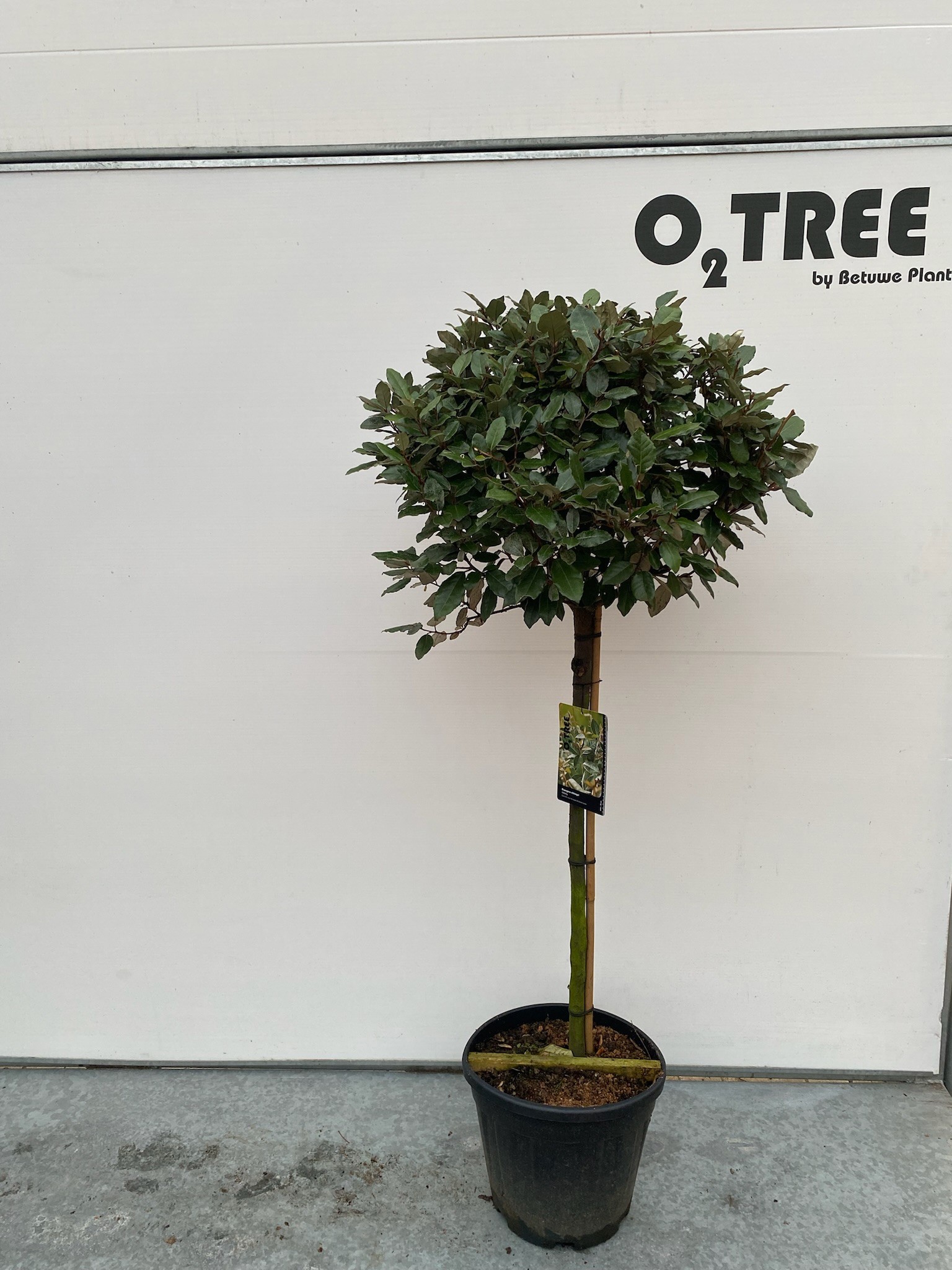 Elaeagnus ebbingei stam