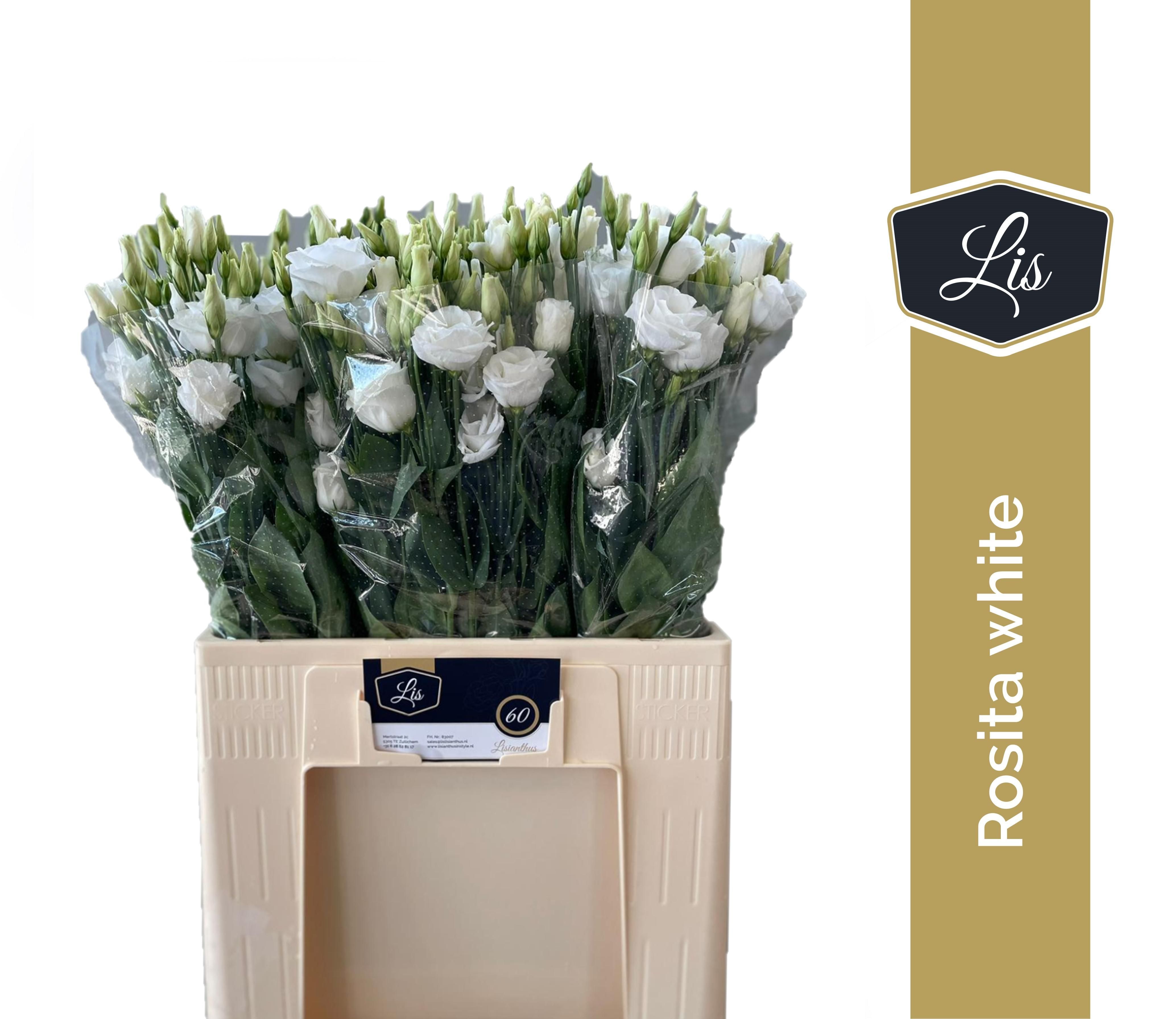 Eus G Rosi White