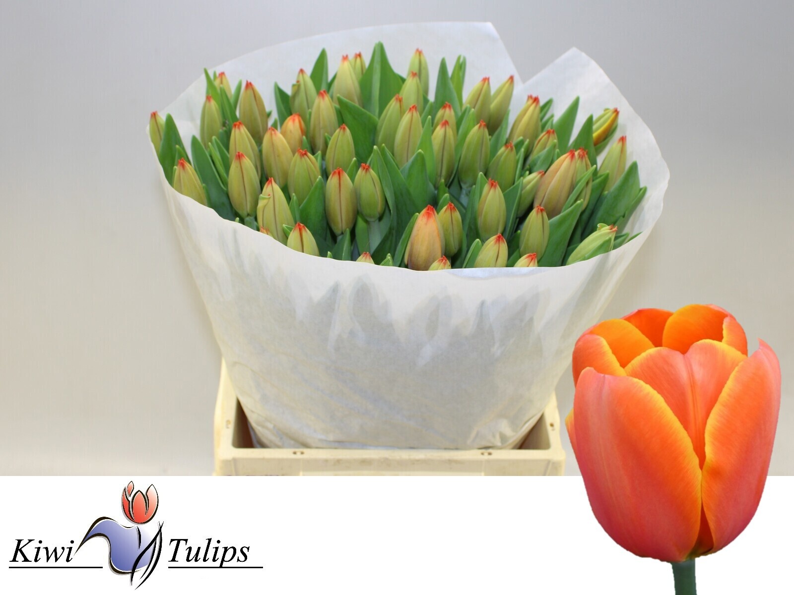 Tulipa Triple A 45cm 48gram