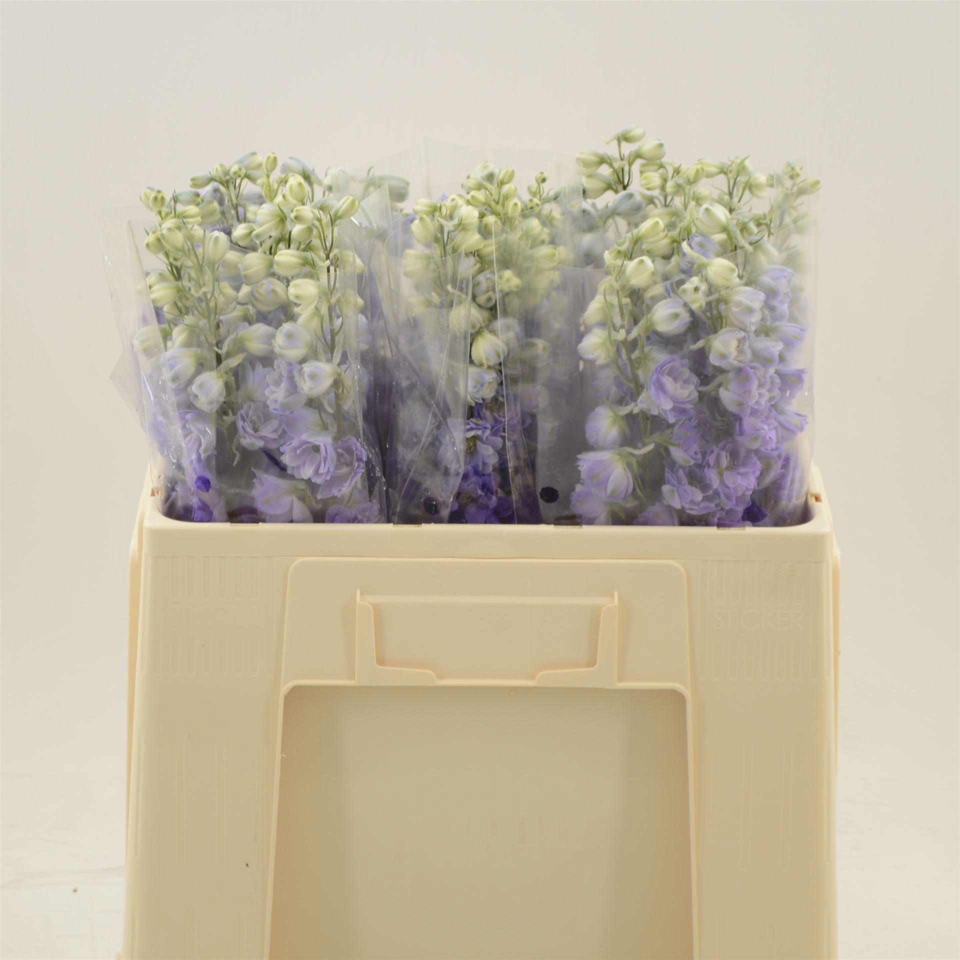 Delphinium El Double Dev Purple Heart 50cm