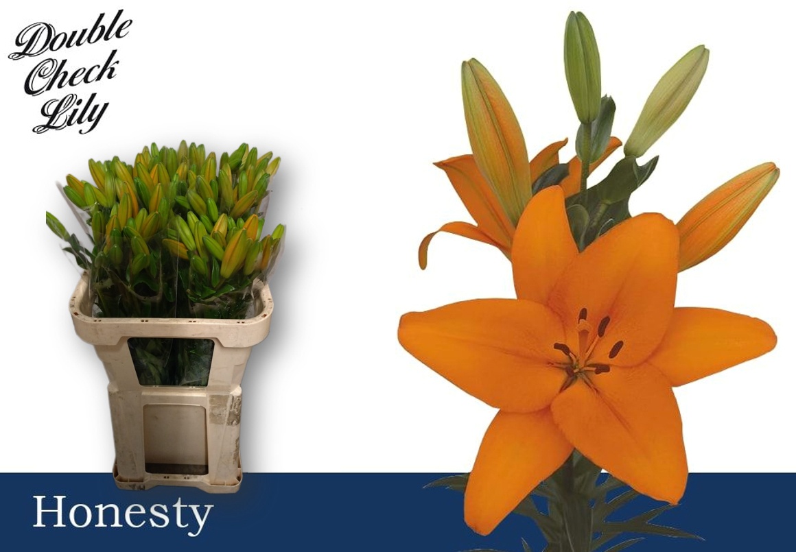 Lilium La Honesty 70cm 2/4bl