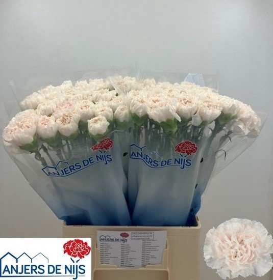 Dianthus St Moon Golem 50cm