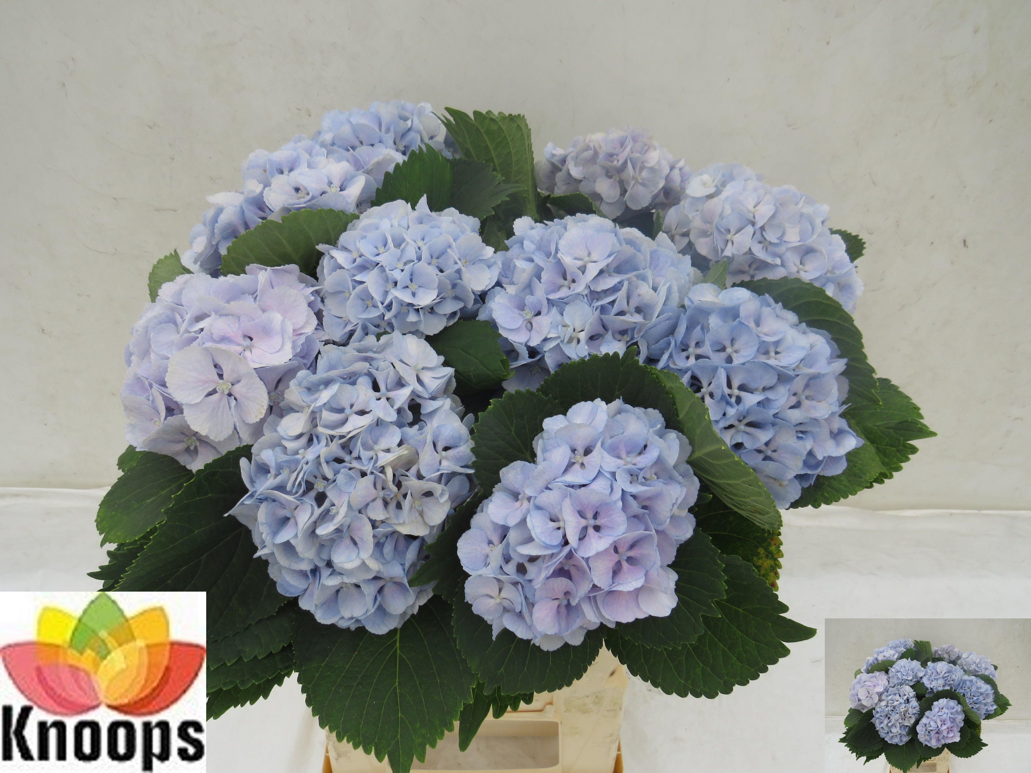 Hydrangea Lollypop Blue 60cm 14Ø