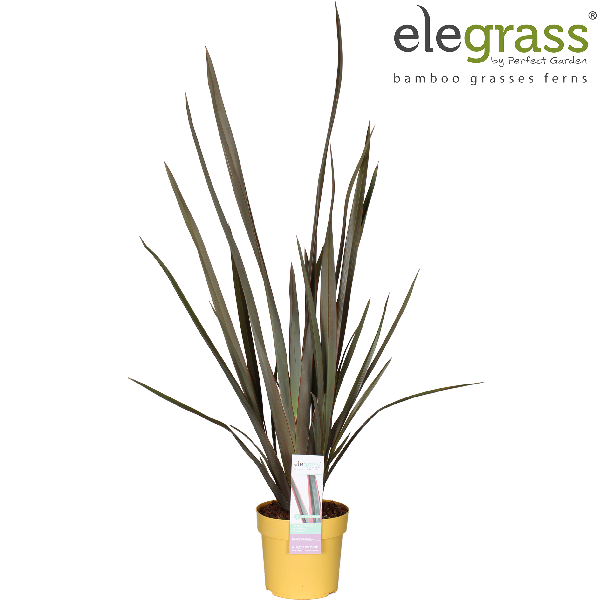 Picture of Phormium Sundowner P19 (3 Ltr)