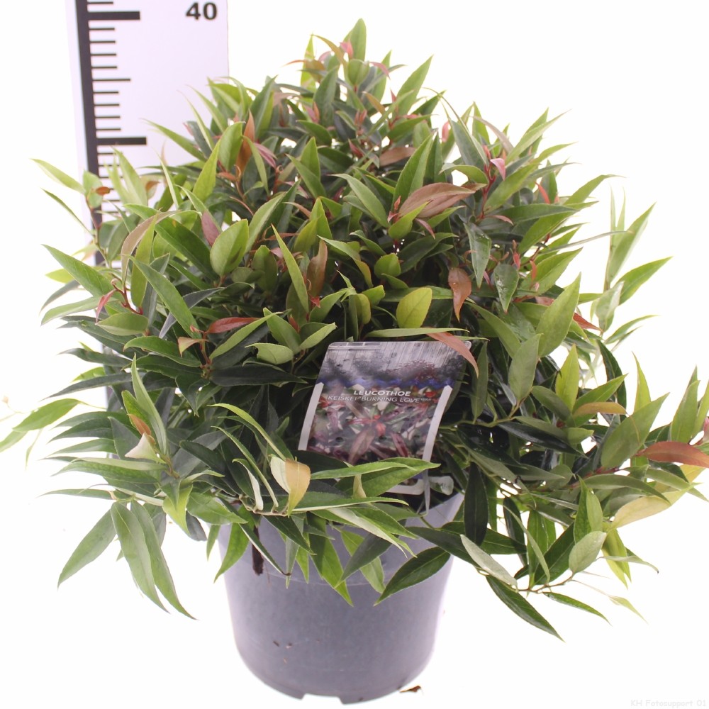 Picture of Leucothoe keiskei 'Burning Love' PBR