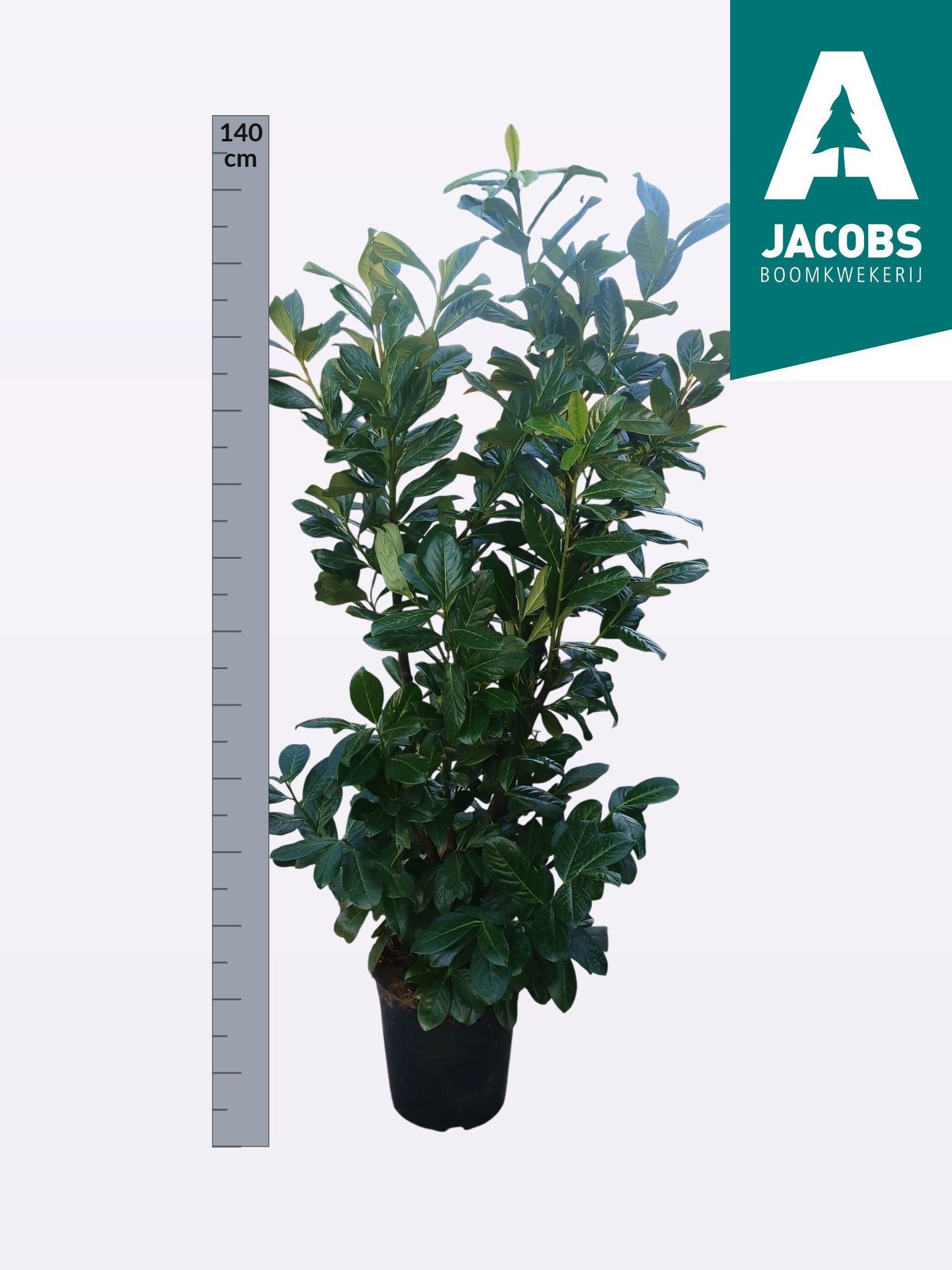 Prun La Novita 27Ø 140cm